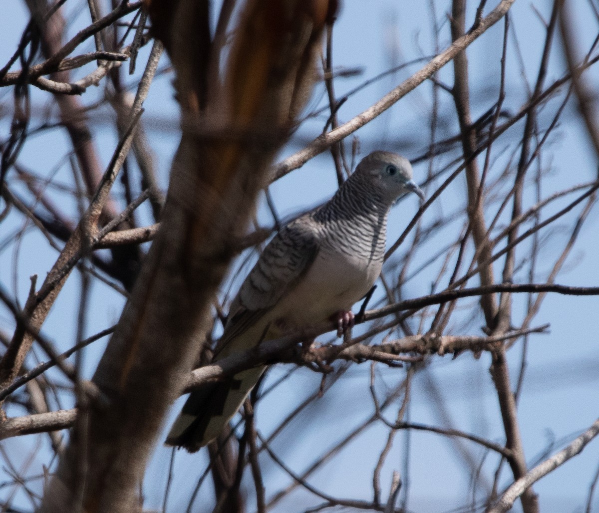 Peaceful Dove - ML462058761