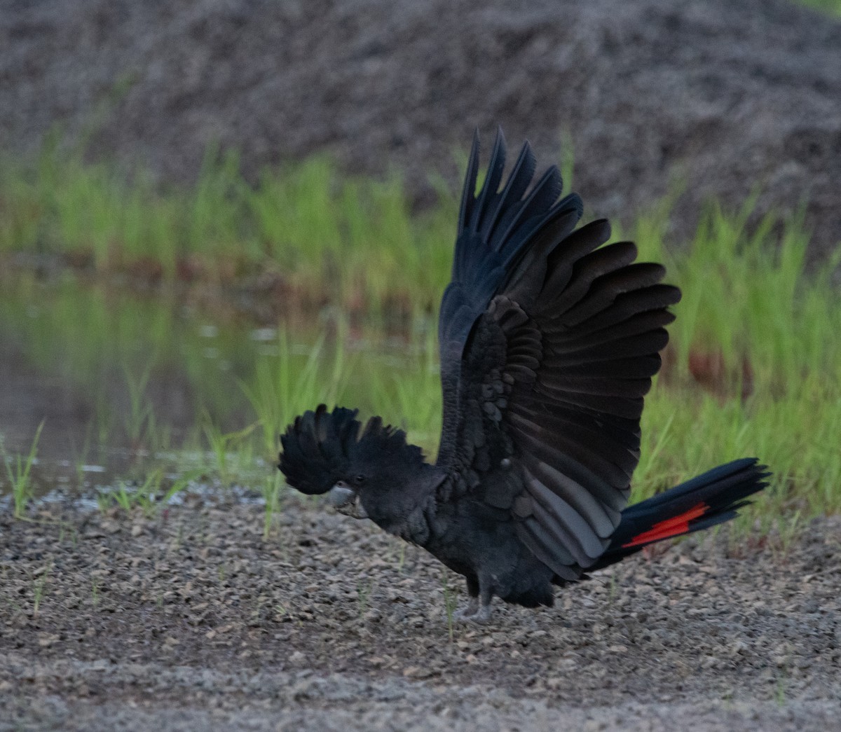 Red-tailed Black-Cockatoo - ML462058801