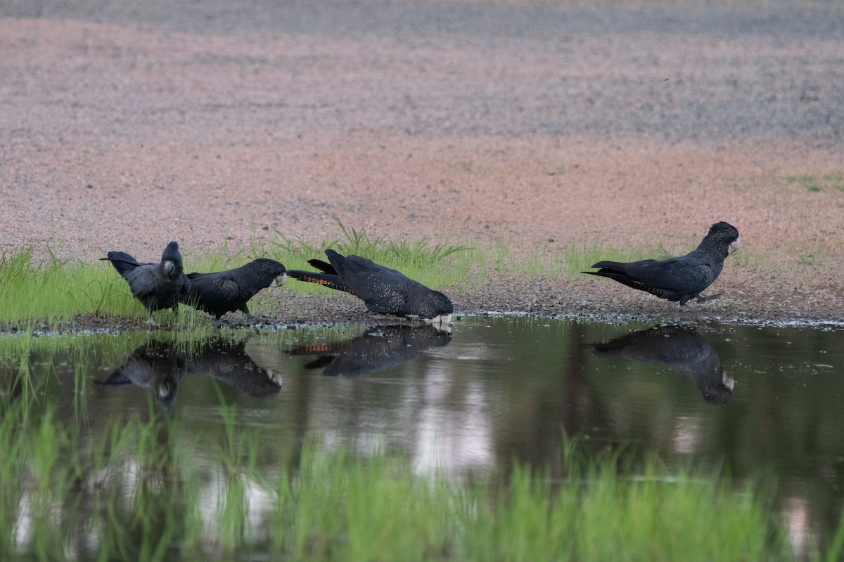 Red-tailed Black-Cockatoo - ML462059051