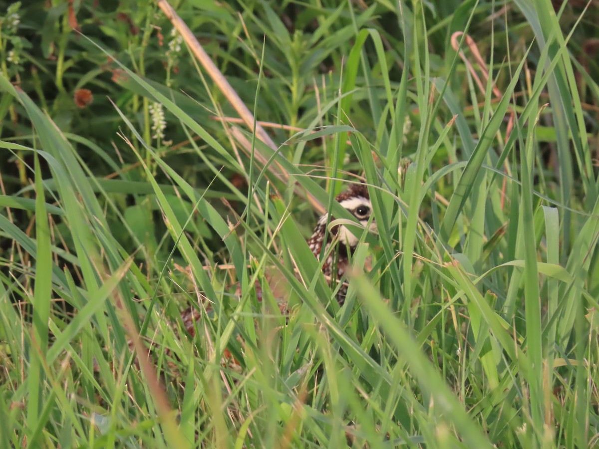 Northern Bobwhite - ML462066581