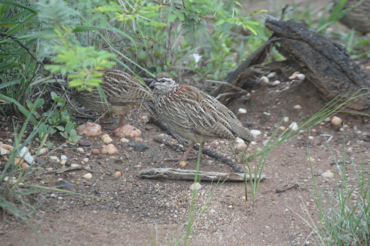 Crested Francolin - Michael Mulqueen