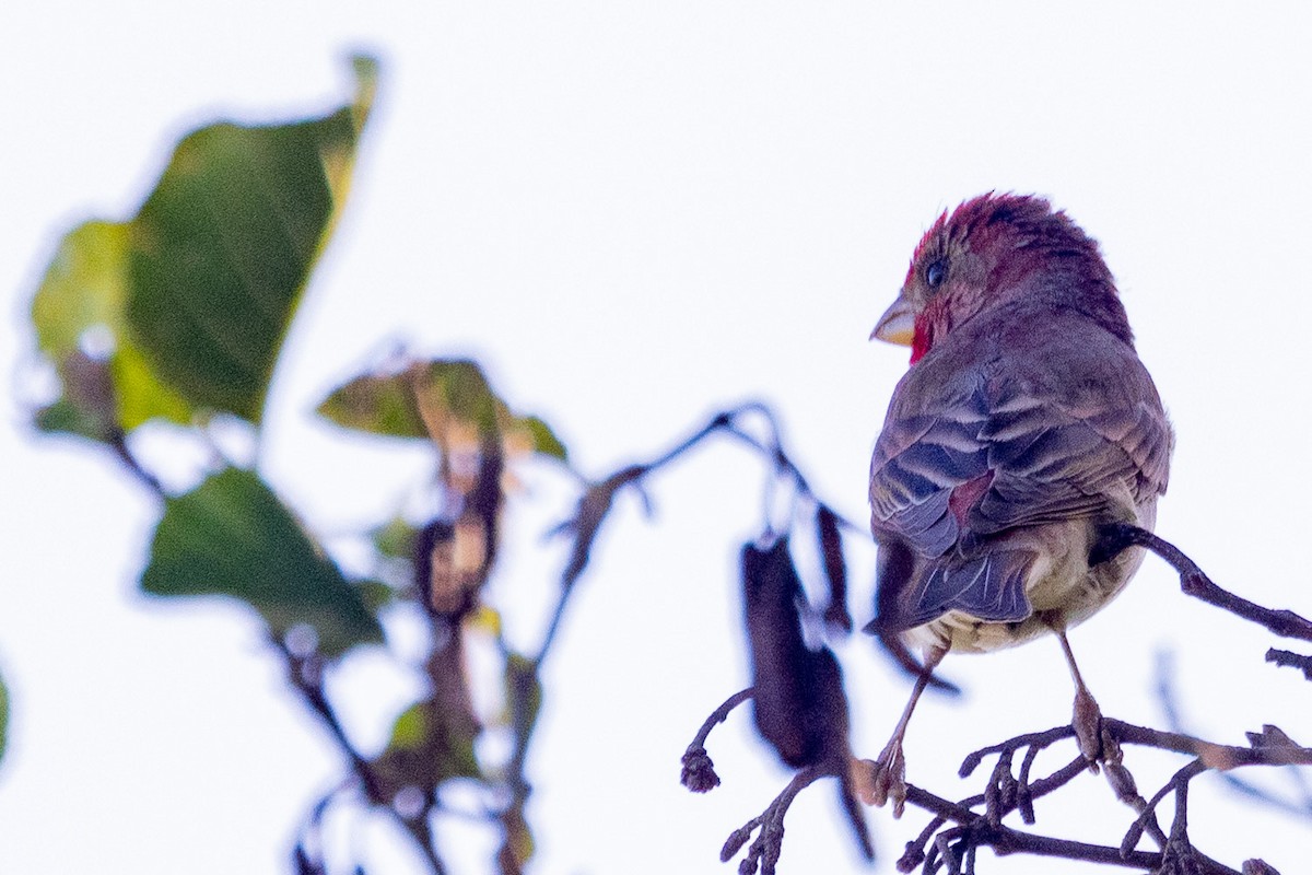 Common Rosefinch - Michael Cook