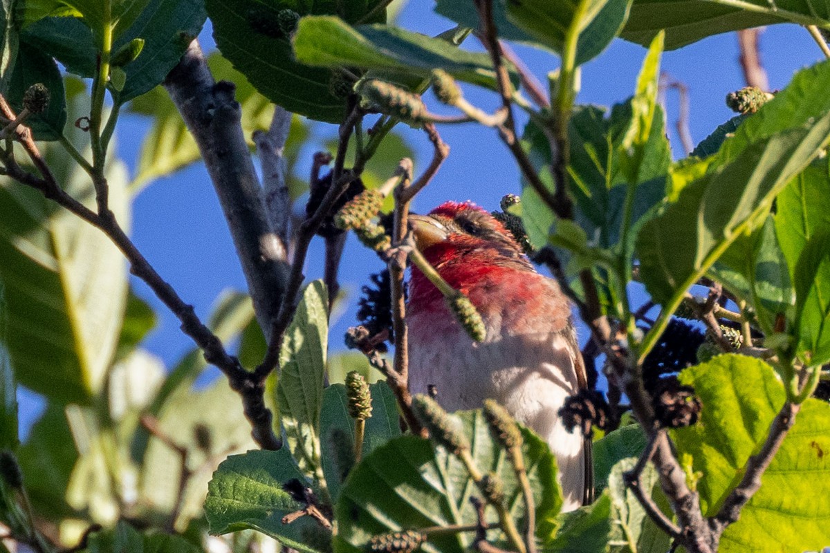 Common Rosefinch - Michael Cook