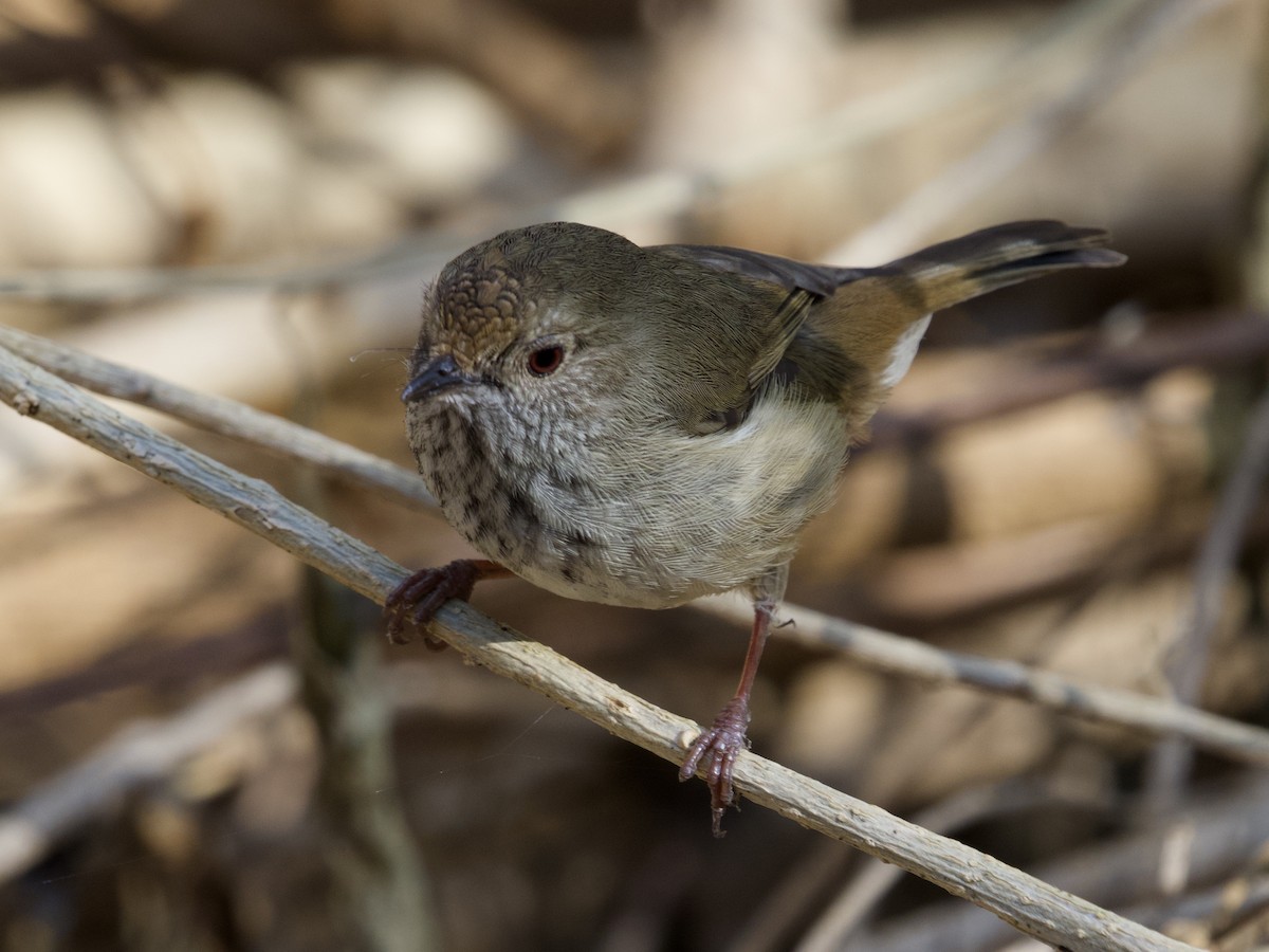 Brown Thornbill - Yvonne van Netten