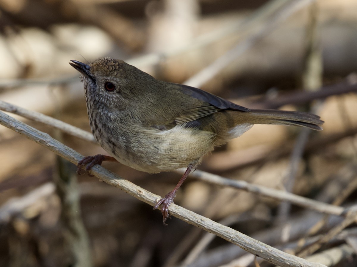 Brown Thornbill - Yvonne van Netten