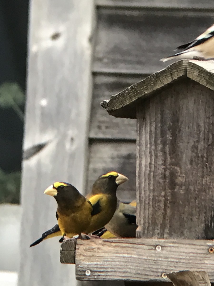 Evening Grosbeak - ML46207171