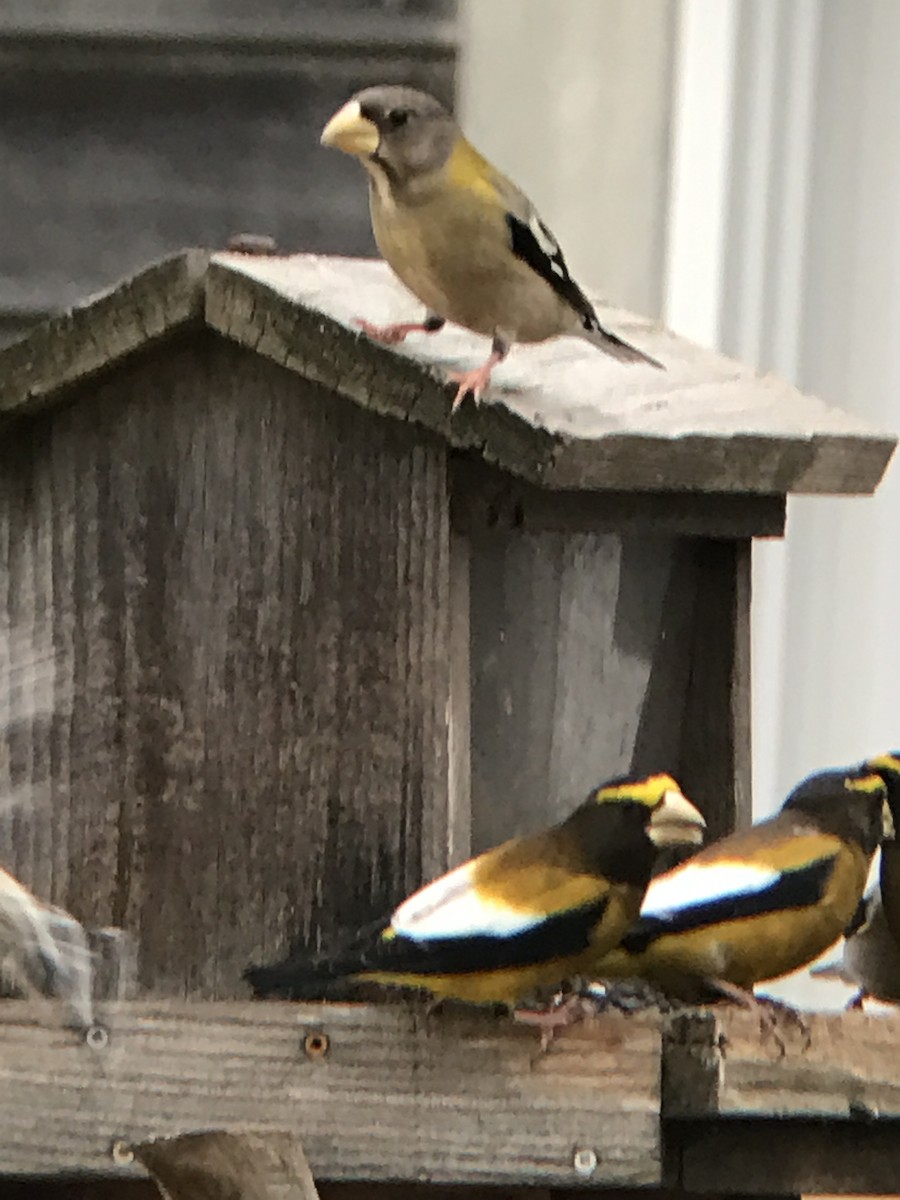 Evening Grosbeak - ML46207181