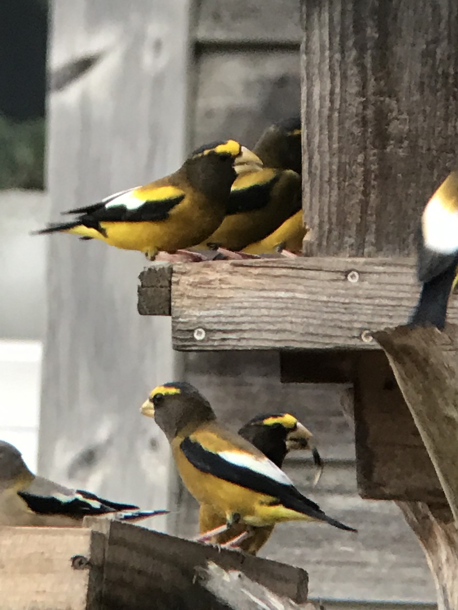Evening Grosbeak - ML46207191