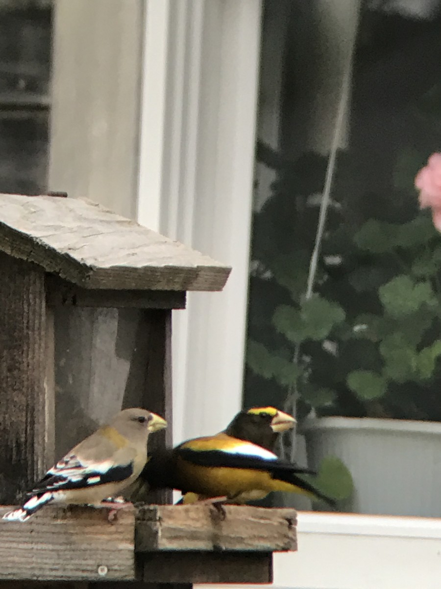 Evening Grosbeak - ML46207201