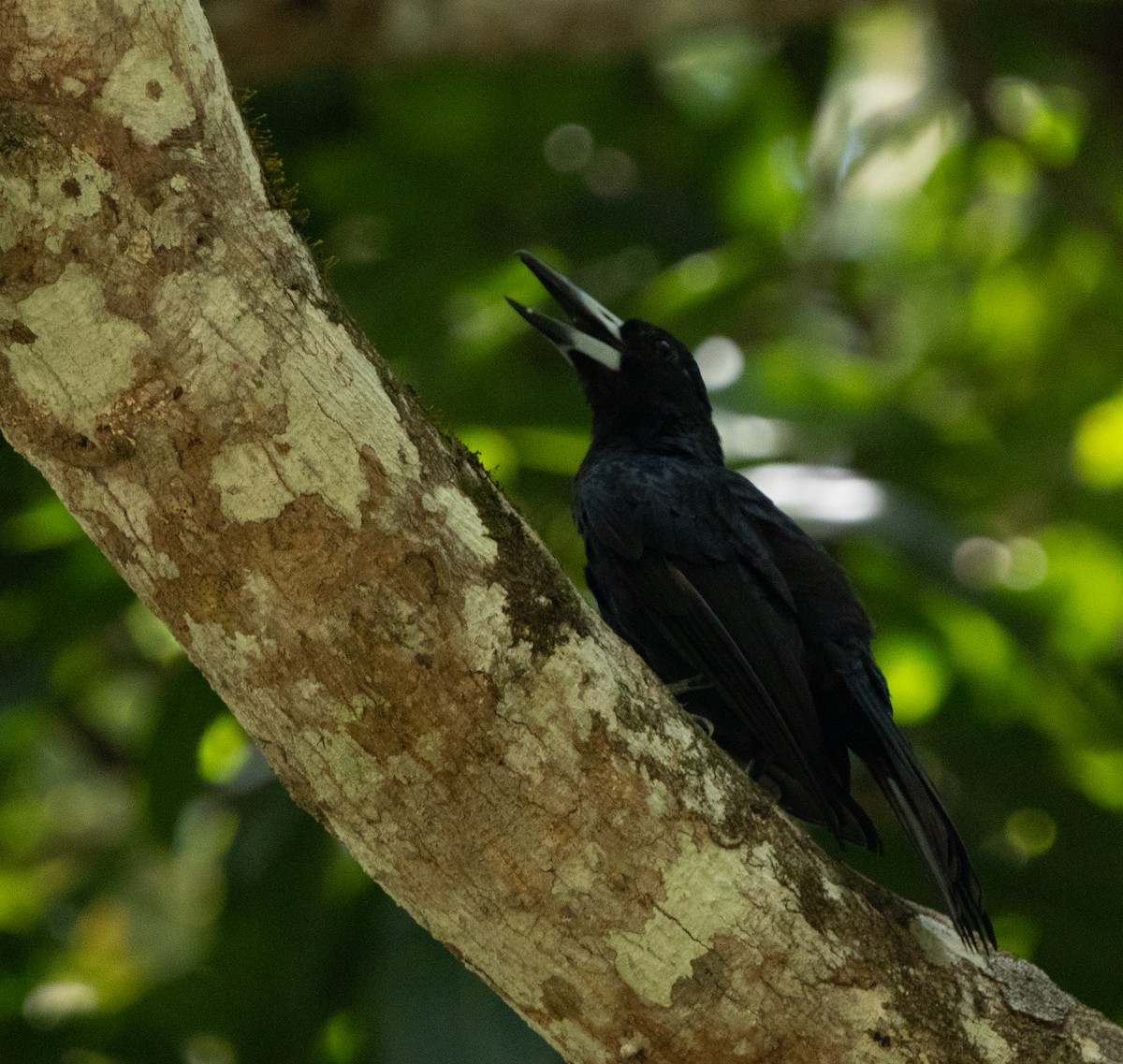 Black Butcherbird - Hoeckman's Wildlife