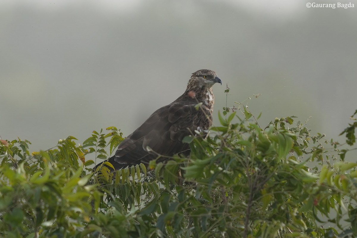 Oriental Honey-buzzard - ML462073581