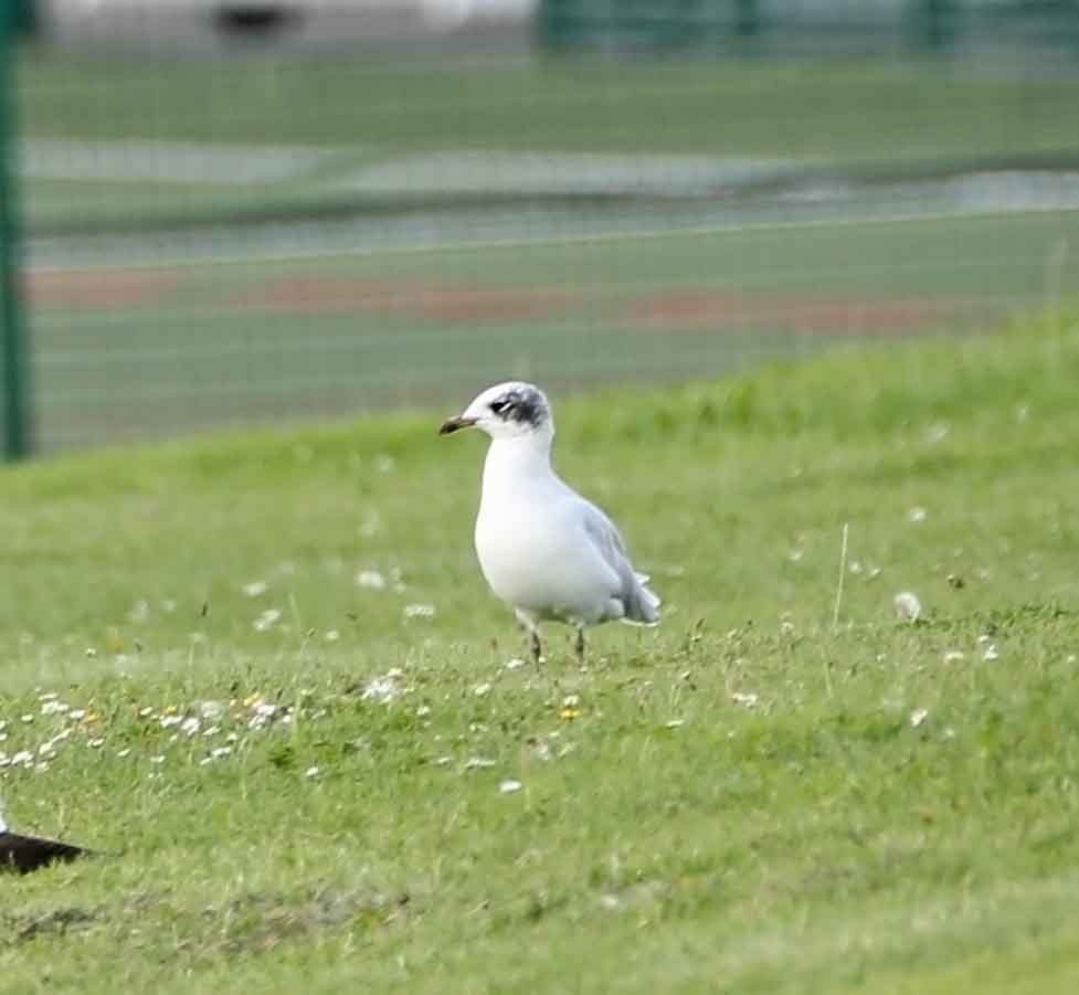 Mediterranean Gull - Trevor Ellery