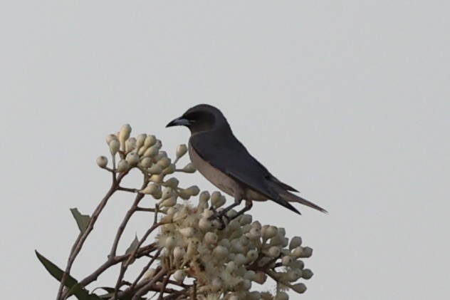 Masked Woodswallow - Andrew William
