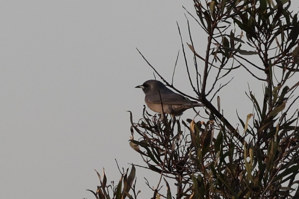 Masked Woodswallow - Andrew William