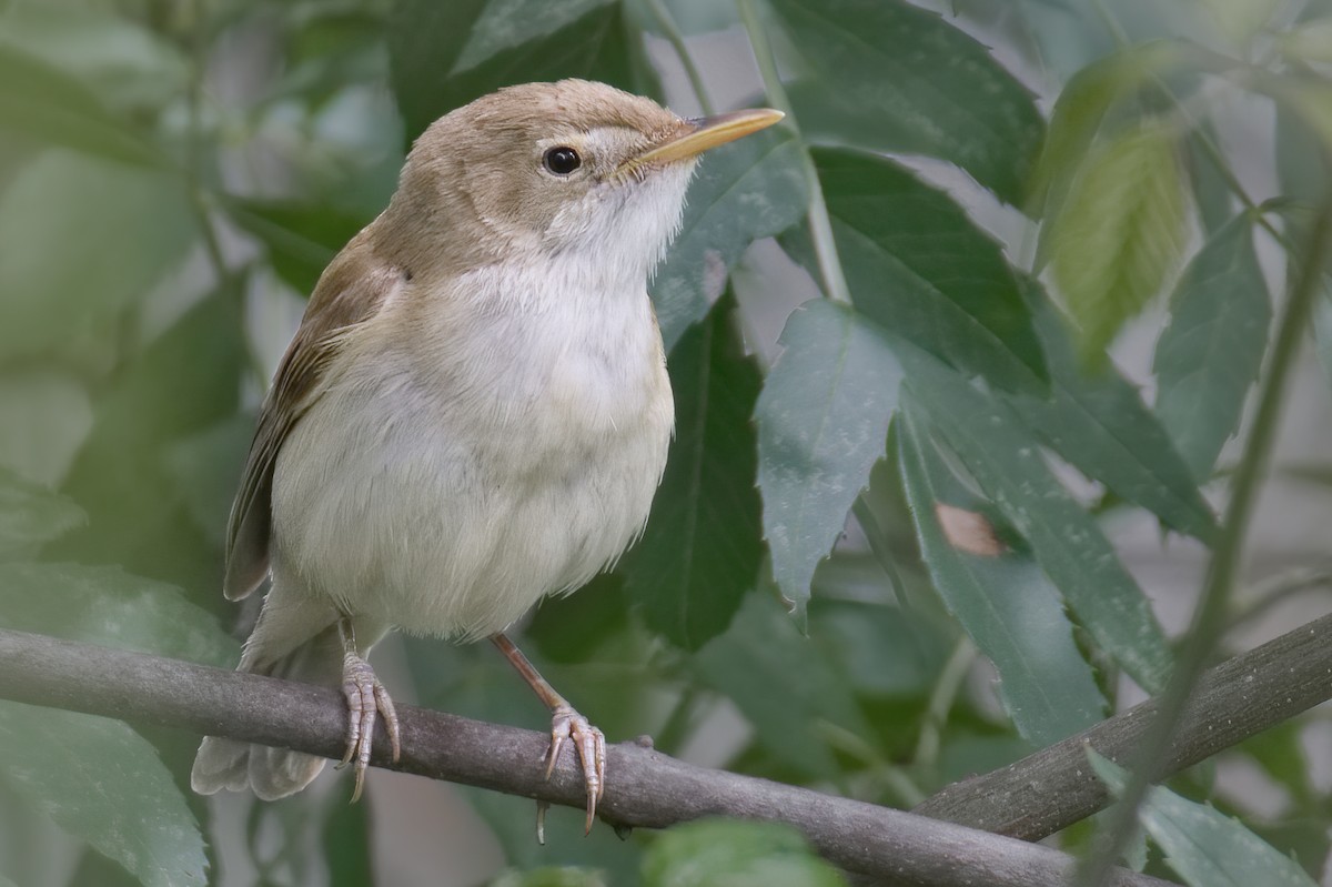 Western Olivaceous Warbler - ML462076101