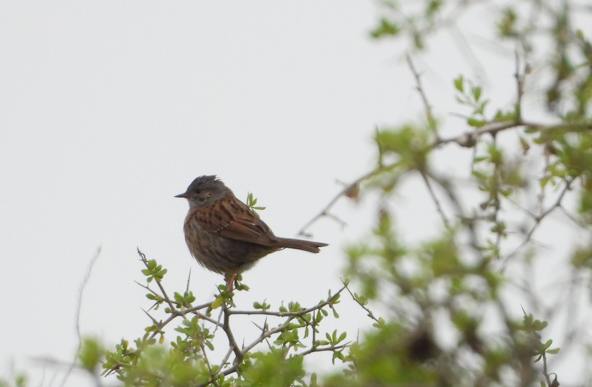 Dunnock - ML462077491