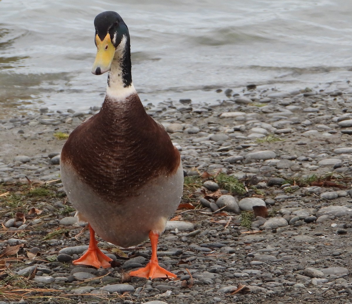 Mallard (Domestic type) - ML462077661