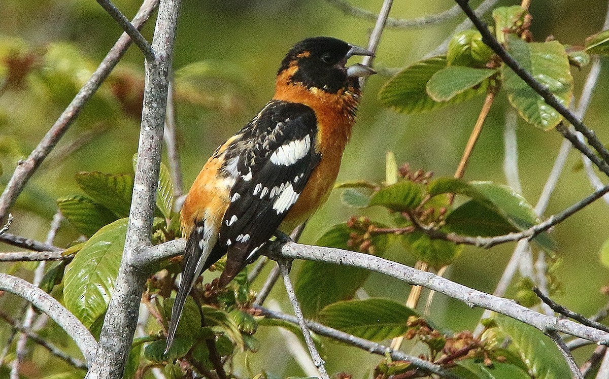 Black-headed Grosbeak - Glenn Anderson