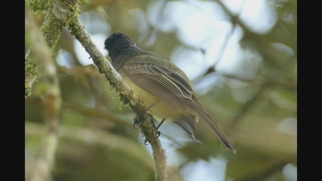 Dusky-capped Flycatcher - ML462078421