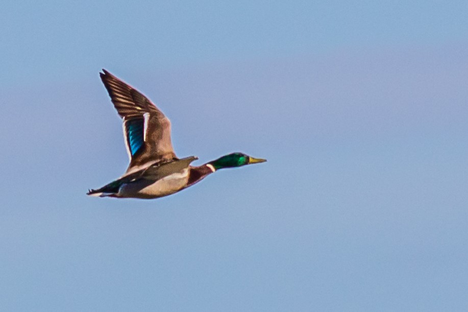 Mallard - David Hird