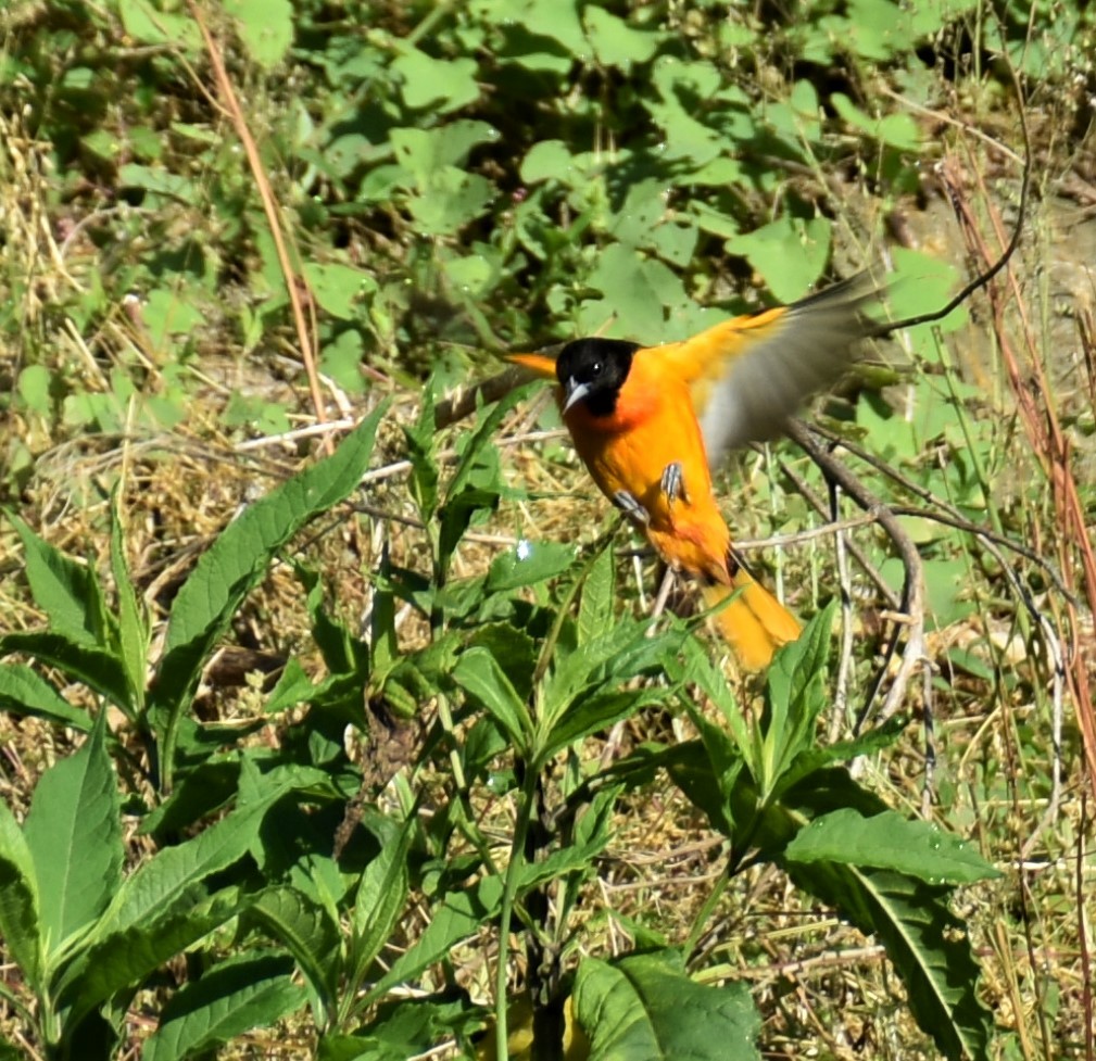 Baltimore Oriole - ML462078941