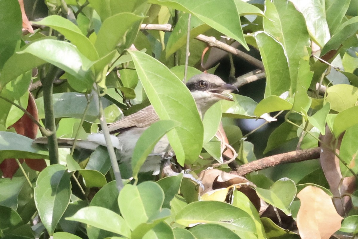 Large Woodshrike - ML462079561