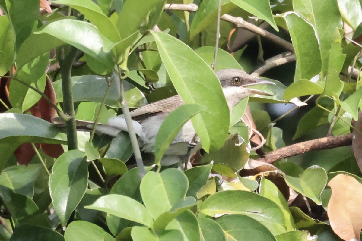 Large Woodshrike - ML462079571