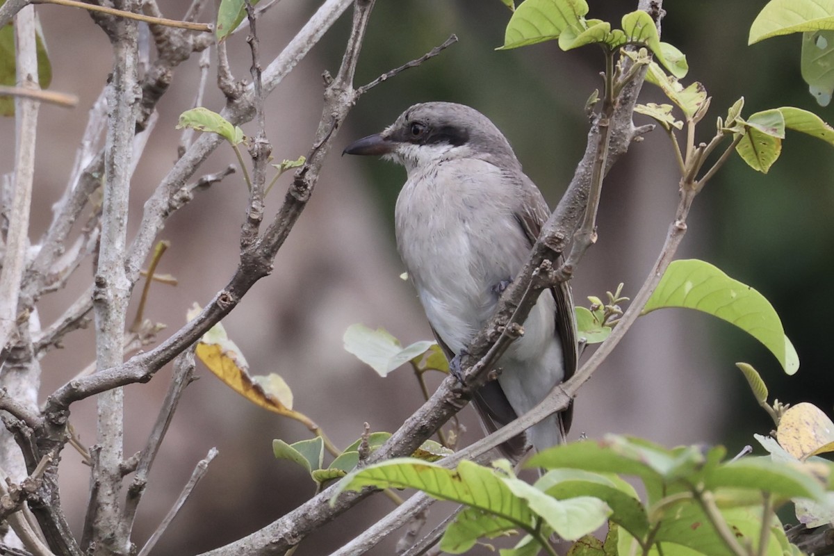 Large Woodshrike - ML462079581