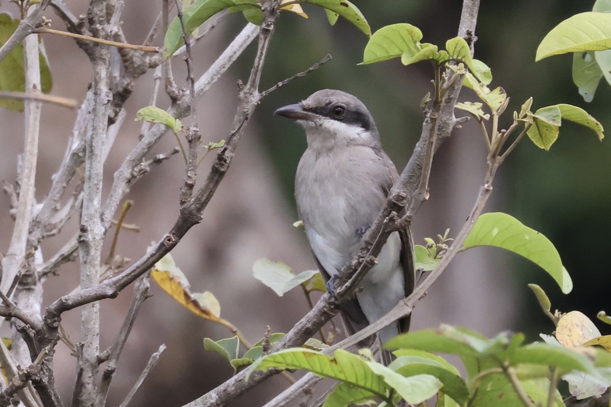 Large Woodshrike - ML462079591