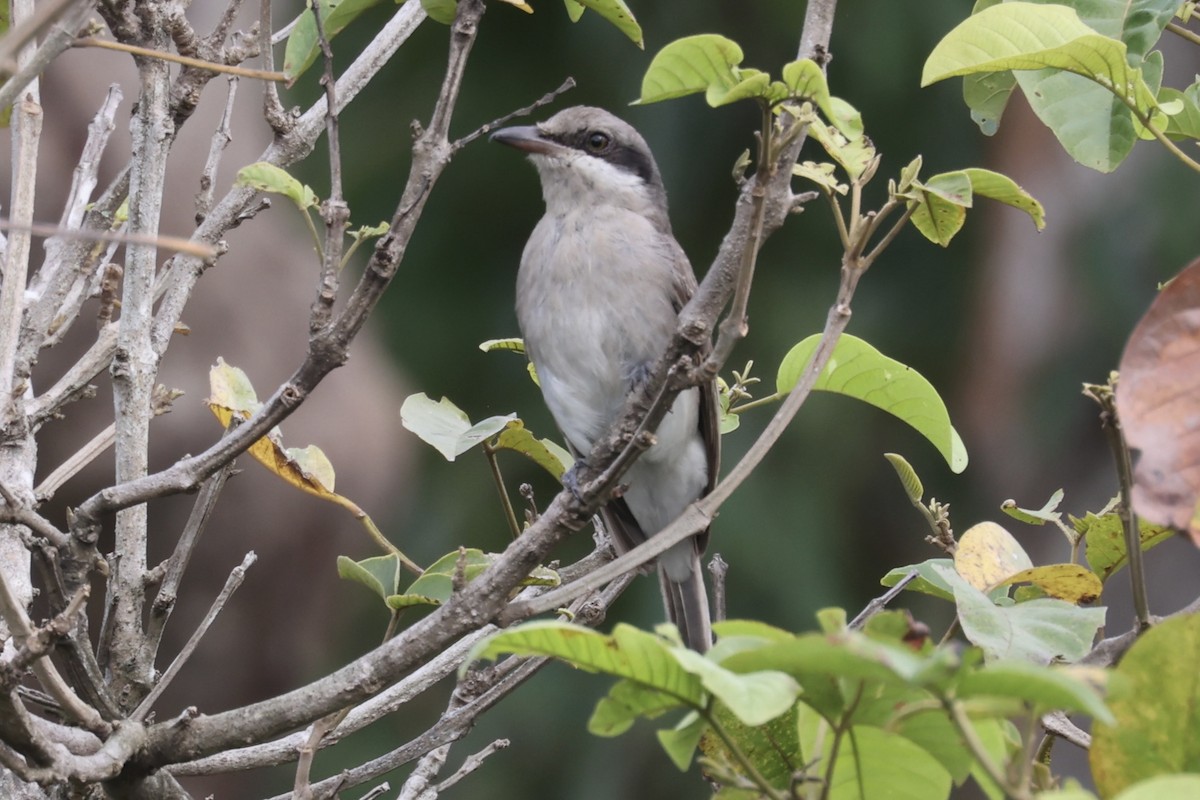 Large Woodshrike - ML462079601