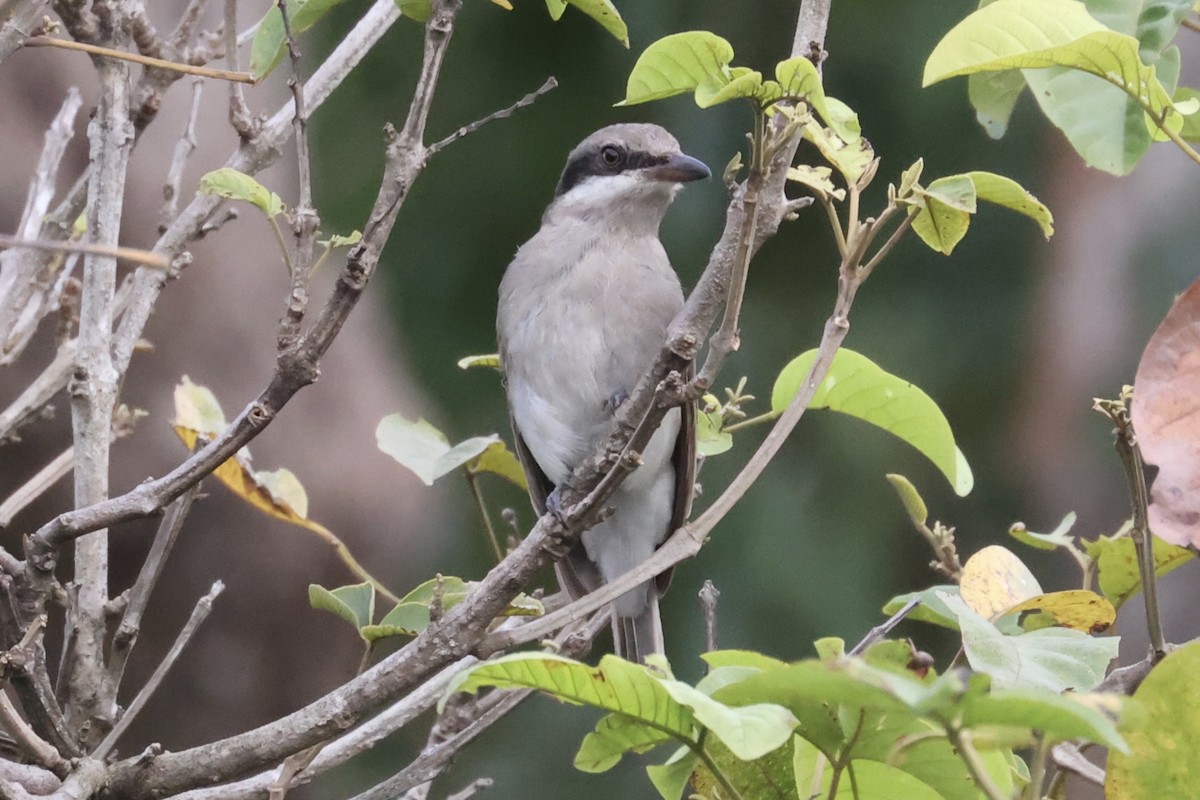 Large Woodshrike - ML462079611