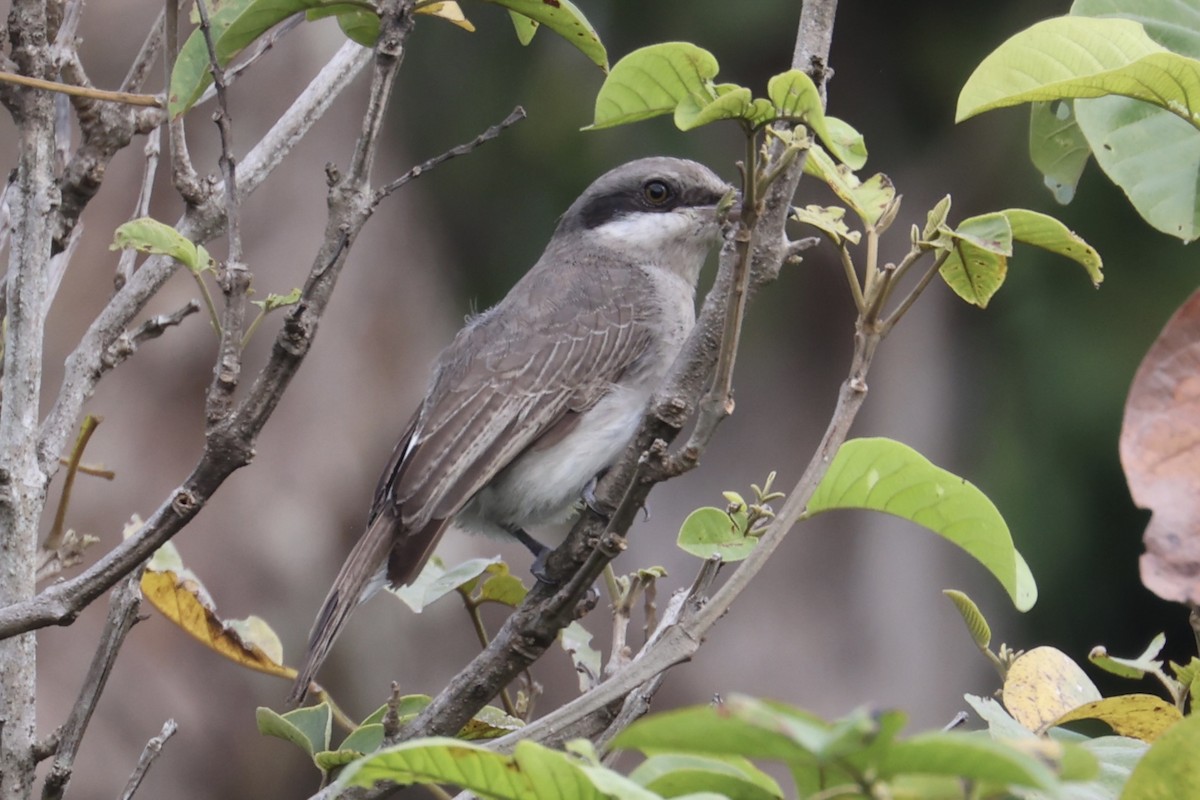 Large Woodshrike - ML462079621