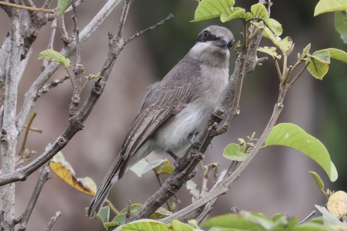 Large Woodshrike - ML462079631