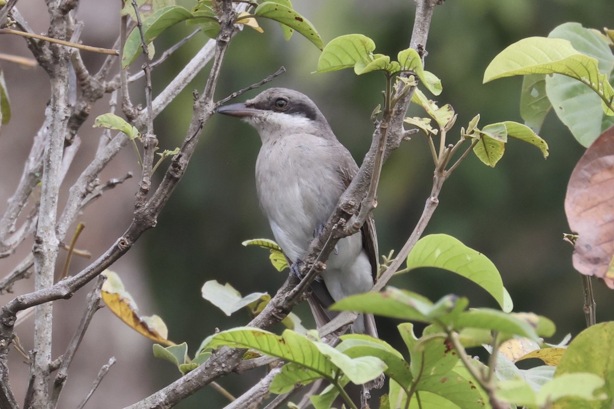 Large Woodshrike - ML462079641