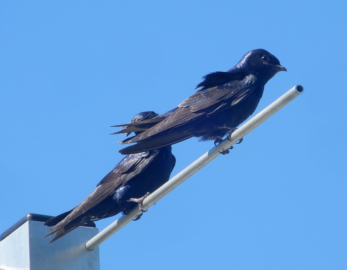 Purple Martin - ML462080541