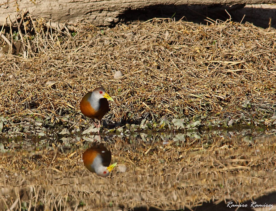 Gray-cowled Wood-Rail - ML462081011