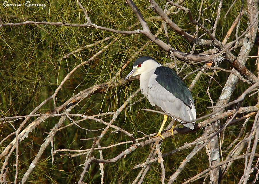 Black-crowned Night Heron - ML462081021