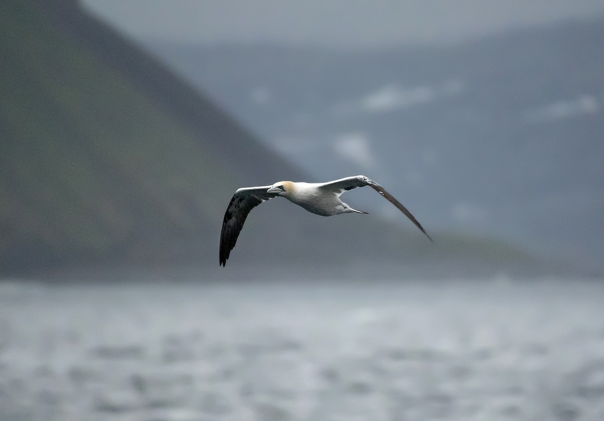 Northern Gannet - ML462083351