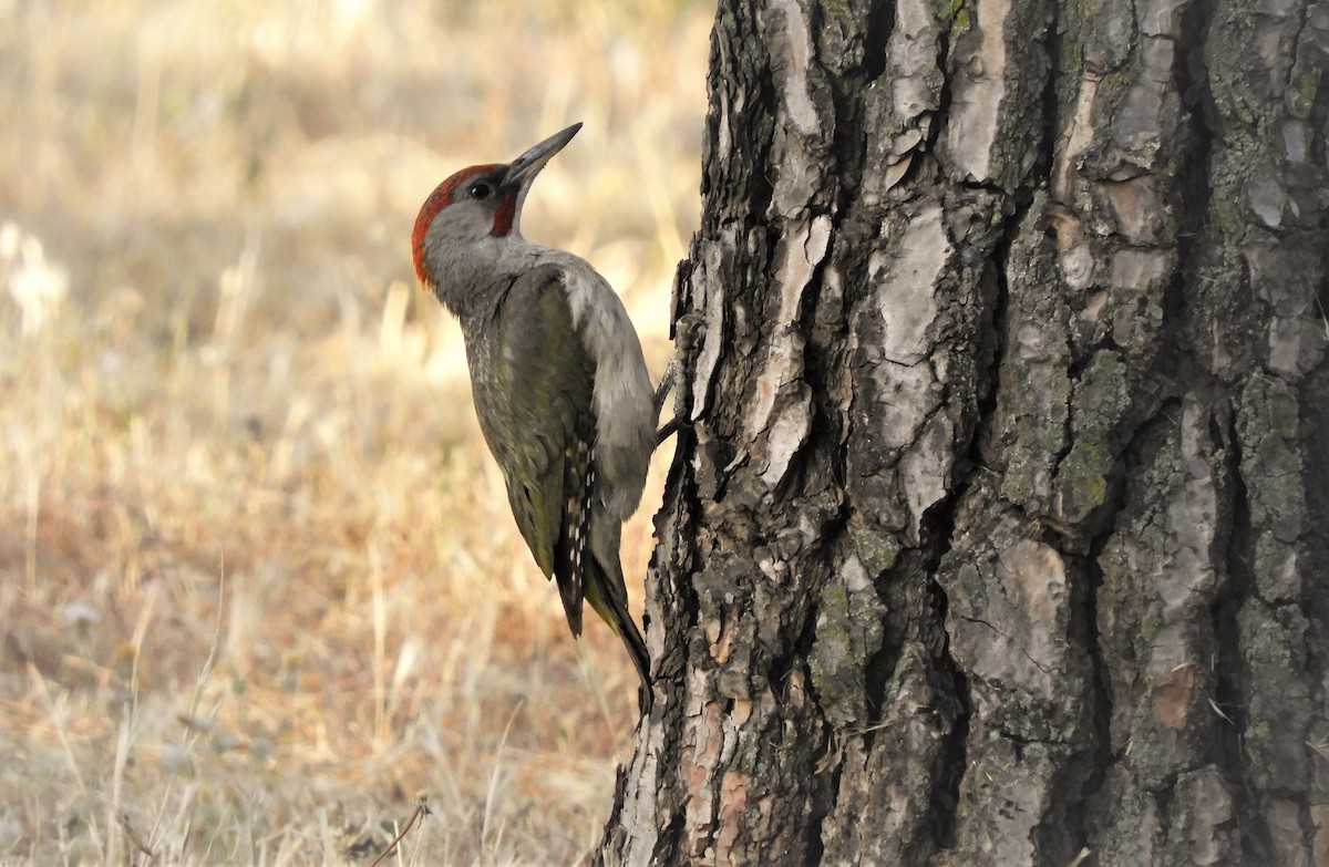 Iberian Green Woodpecker - ML462083381