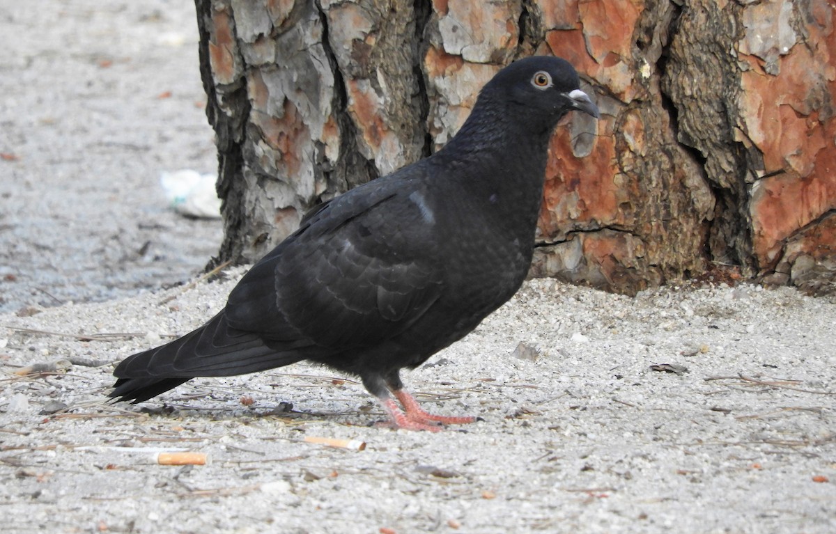 Rock Pigeon (Feral Pigeon) - Pablo Pozo 🦅