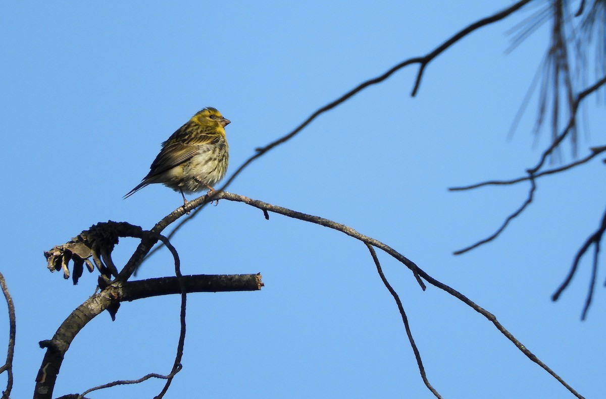 European Serin - ML462083841