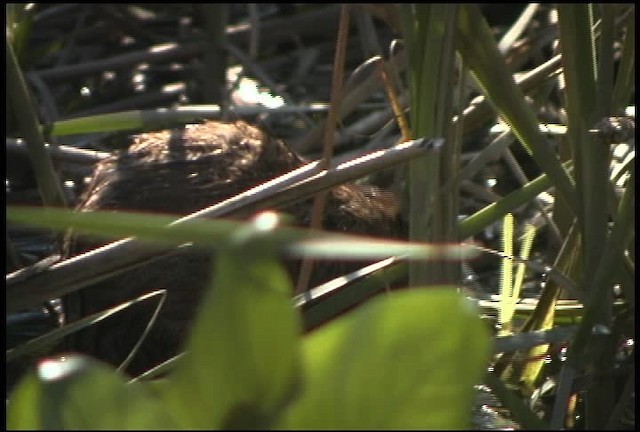 muskrat - ML462084