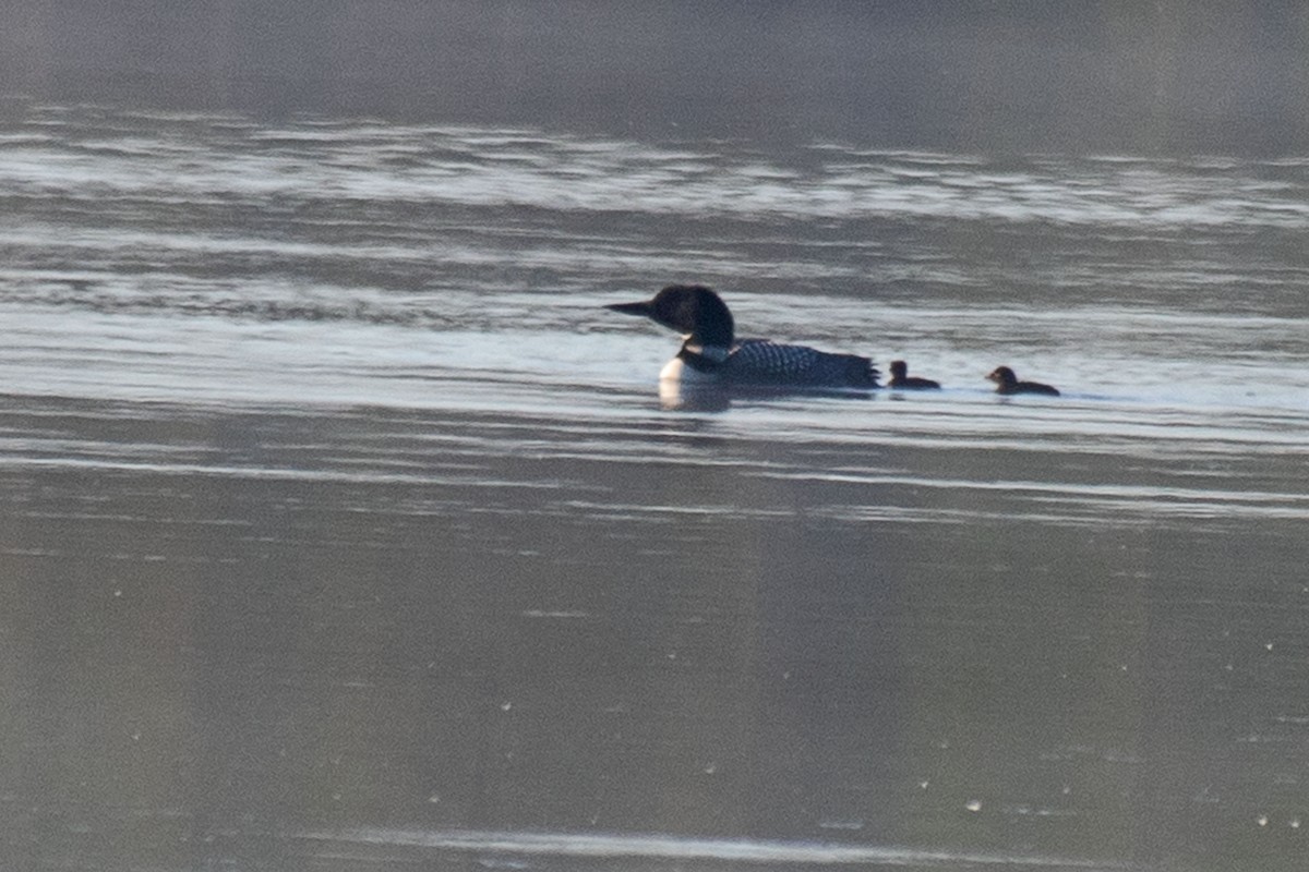 Common Loon - ML462084761