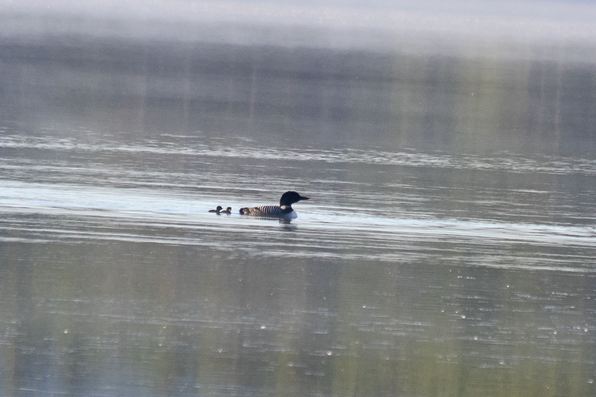 Common Loon - ML462084781