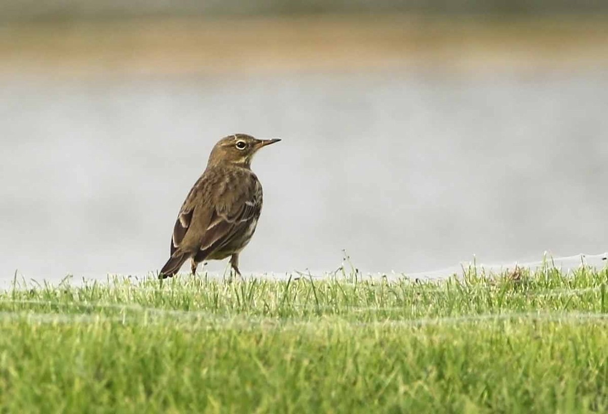 Rock Pipit - ML462084951