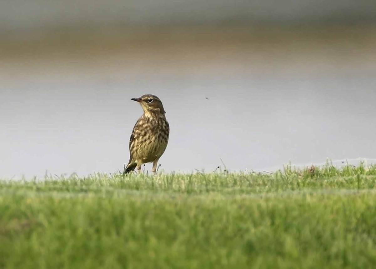 Rock Pipit - ML462084991