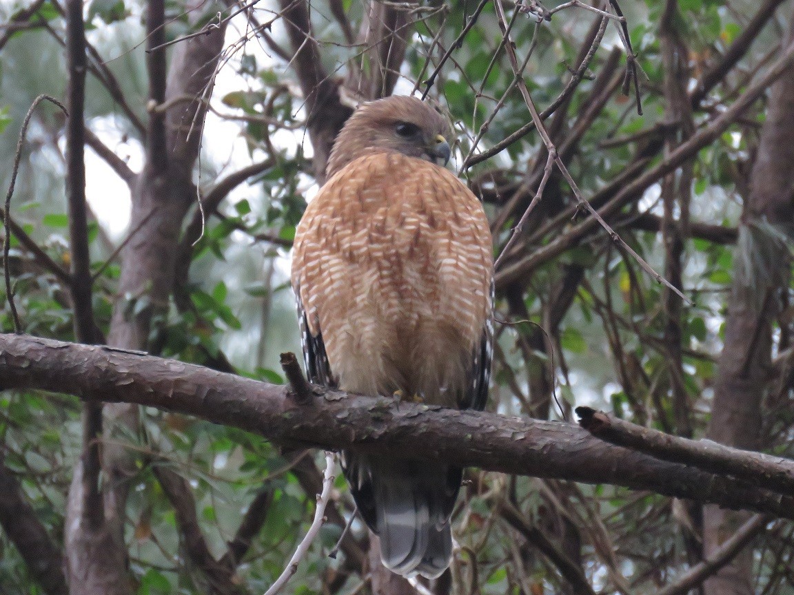 Red-shouldered Hawk - ML46208521