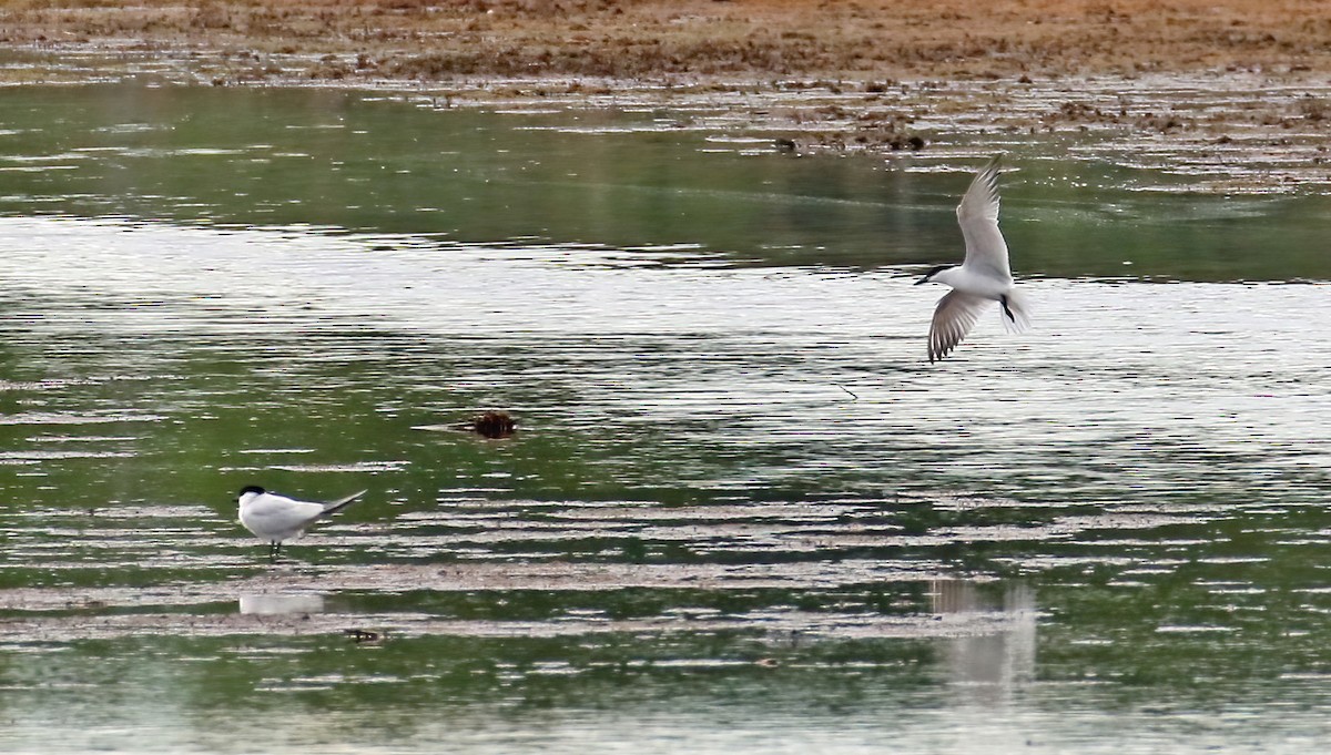 Gull-billed Tern - ML462085391