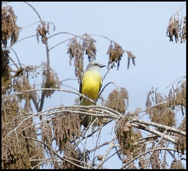 Couch's Kingbird - ML46208711