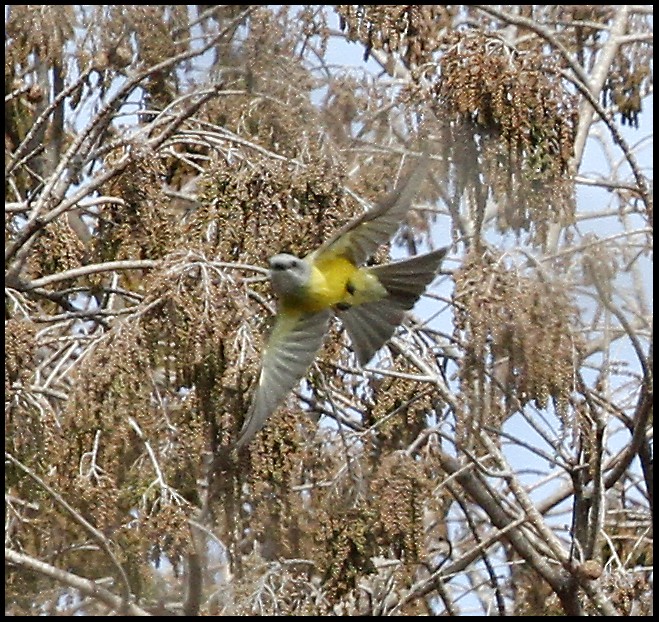 Couch's Kingbird - ML46208731